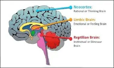 Neocortex, Limbic and Reptilian Brain