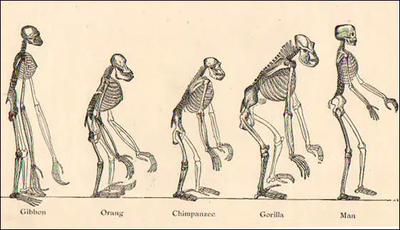 Illustration from The Picture Book of Evolution (1906)