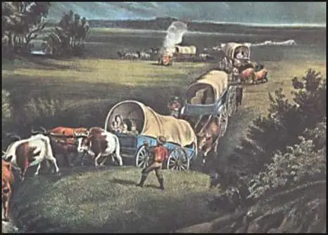 Oxen pulling wagons.